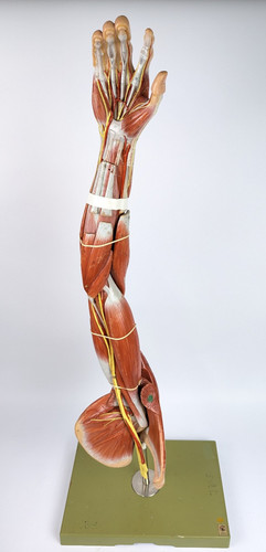 Vtg anatomical somso muscle - vtg,