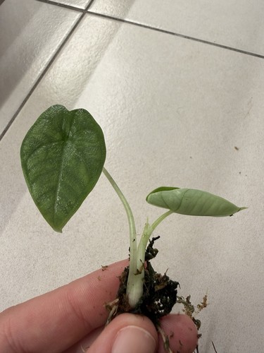 Alocasia melo bouture - bouture, de
