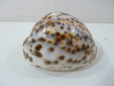 2 COQUILLAGES Cypraea tigris