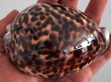 curiosité , taxidermie ,Coquillage : enooorme Cypraea Tigris #2
