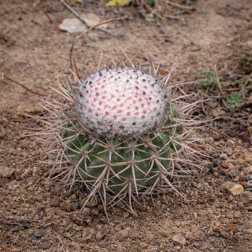 Melocactus hu436 - melocactus, (oreas)