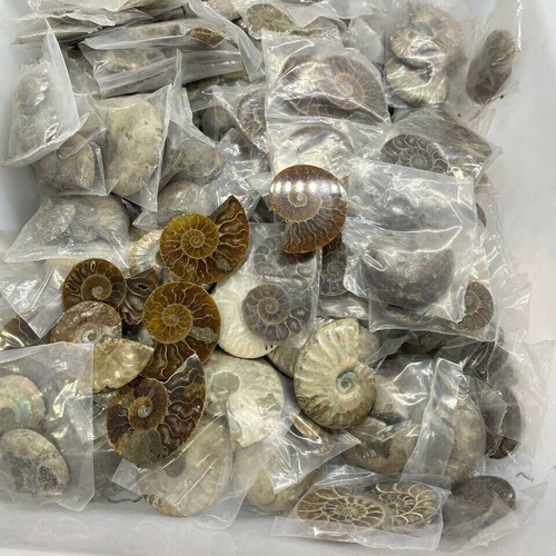 Top 2lb natural ammonite - top!2.2lb,