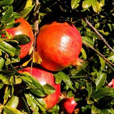 Punica granatum 'Mollar de