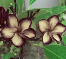 3 graines FRANGIPANIER BLACK