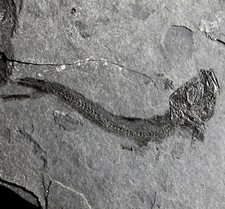 Clupea sardinites - Poisson