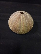 GRAND SQUELETTE COQUILLE