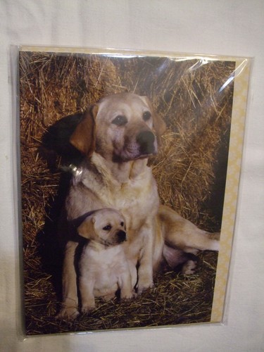Carte enveloppe chien - carte,