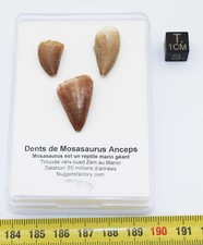 Lot de 3 dents de Mosasaurus