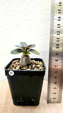 Adenium socotranum