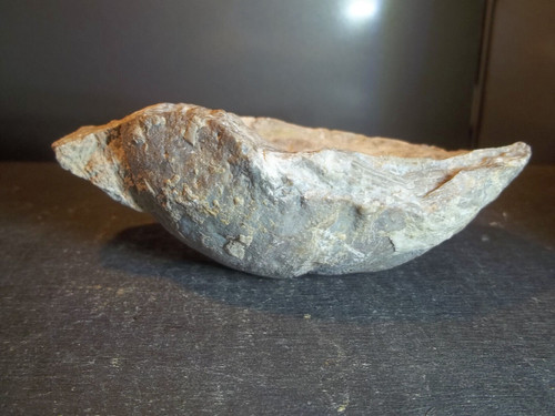 Fossile huitre gryphea - ,