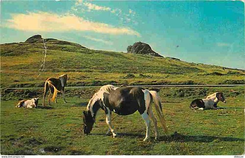 Carte postale animaux - carte,