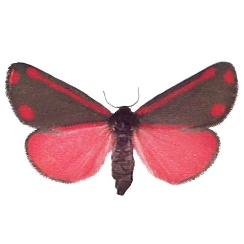 Tyria jacobaeae pink - , day