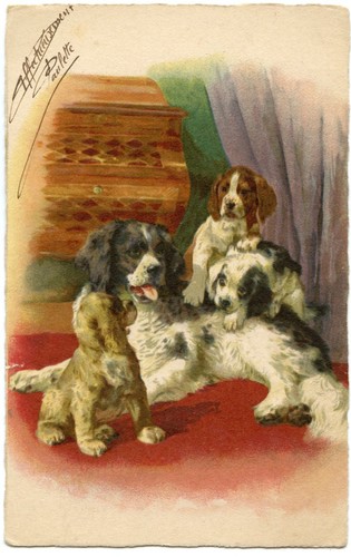 Chiens dogs femelle - et, ses