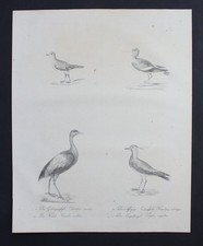 1816 - Kiebitz Lapwing Oiseau Inkunabel Lithographie Brodtmann Lithographie
