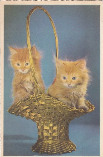 G1358 animaux chatons - -, dans