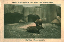 Image ancienne buffles parc