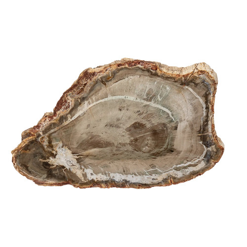 Bois fossile tranche polie - bois,
