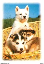 Animaux - Chiens - Husky - Chiots - CPM - Voir Scans Recto-Verso