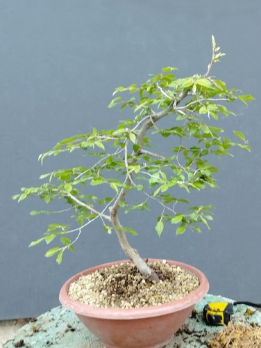 Bonsaï carpin blanc - x, 30