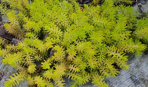 Sedum reflexum - , (=rupestre)