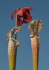 SARRACENIA LEUCOPHYLLA - 10