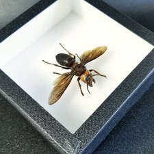 Véritable frelon géant 