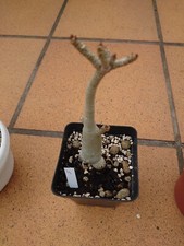 Adenium arabicum - adenium,