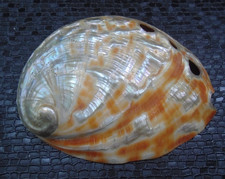 Coquille coquillage ormeau