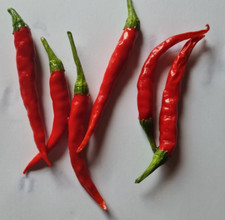 20 graines de piment du lac Malawi