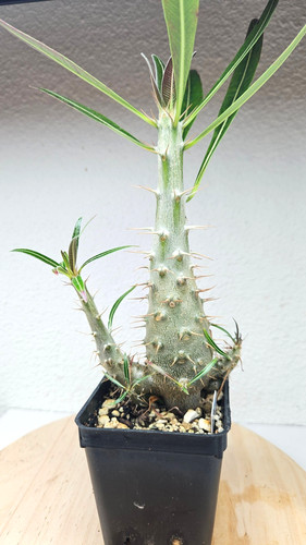 Pachypodium rosulatum