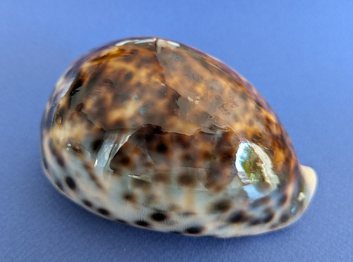 Cypraea tigris 109 mm - tigris, 109,9