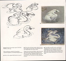 Magnifique Imprimé D'Oiseau Vintage ~ Cygne Siffleur ~ Tunnicliffe