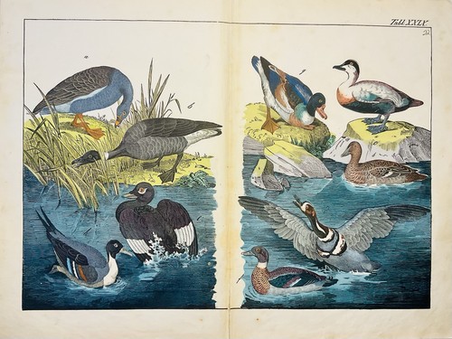 Canards oies oiseaux