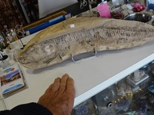 Enorme poisson fossile  47cm