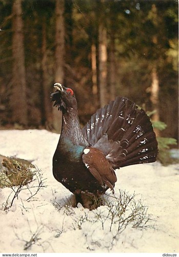 Carte postale animaux - carte,