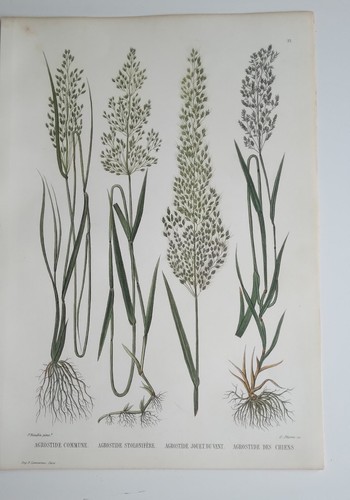 Planche botanique gravée sur - planche,