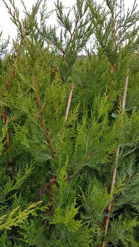 Cupressocyparis leylandii - , /