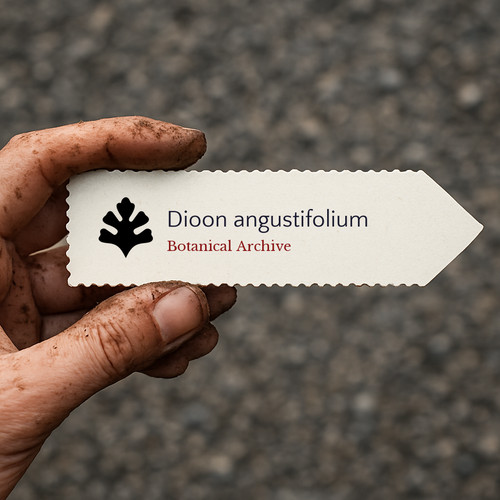 Dioon angustifolium seeds - dioon,