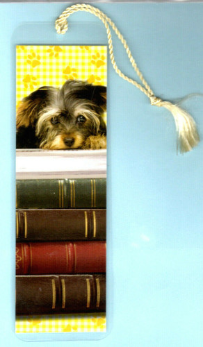 Yorkie yorkshire terrier - yorkshire,