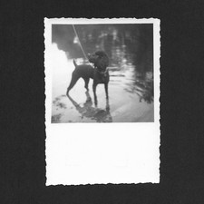 Chien noir flaque d'eau relfet