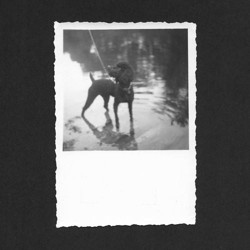 Chien noir flaque eau relfet - chien,