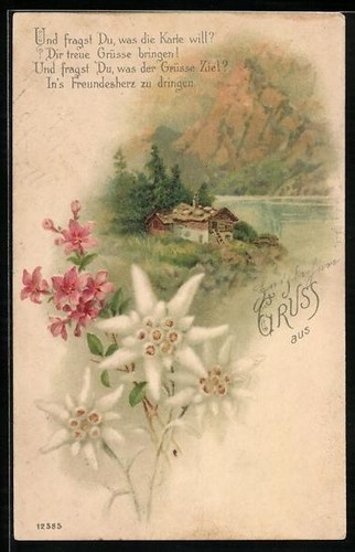 Carte postale fleurs - , edelweiss