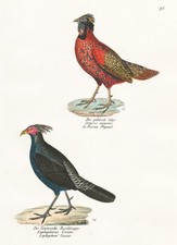 Fasan Pheasant Phasianus Satyr Tragopan Oiseaux Lithographie Brodtmann 1830