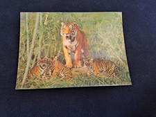 Carte Postale Lenticulaire 3D Relief Tigres