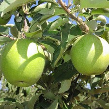 Pommier 'Granny Smith' * -