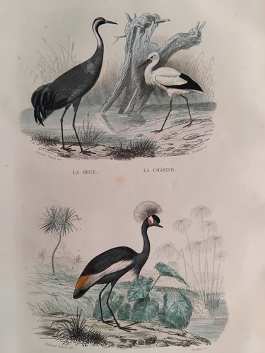 Grue cigogne oiseau royal - cigogne,