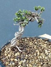 Bonsaï de thym 12 x 15 cm en