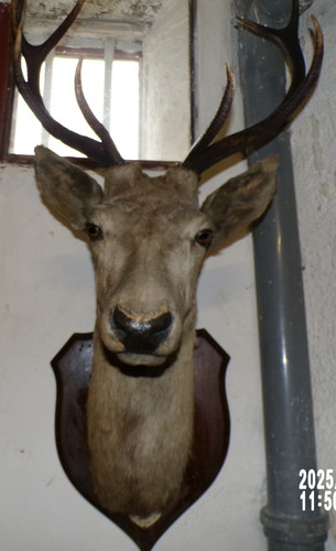 Ancien trophee tete cerf 8 - ancien,