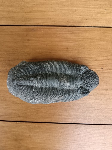 Fossile trilobite l17cm par - de,