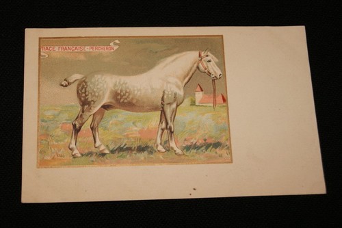 Cheval race francaise - cheval,